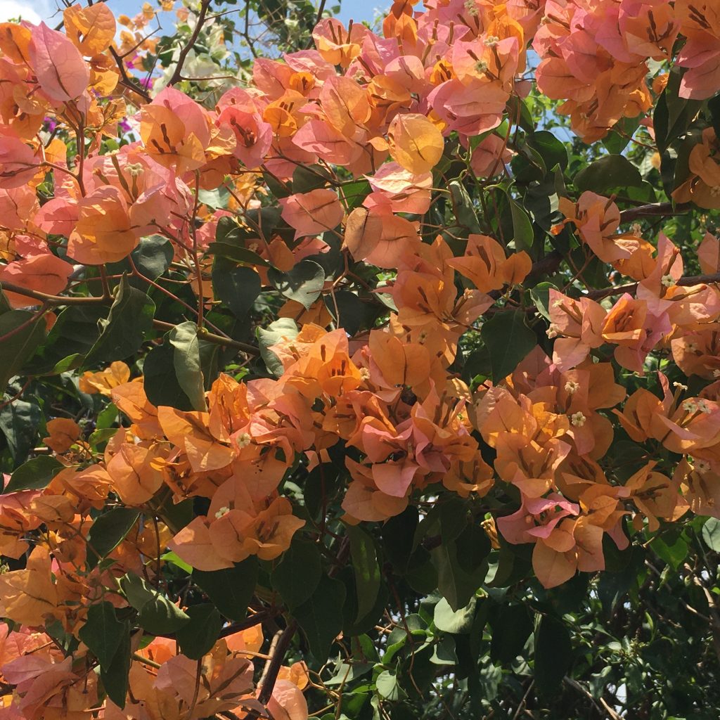 Biogarma-Biofertilizantes-Jardineria-Ornamental-2
