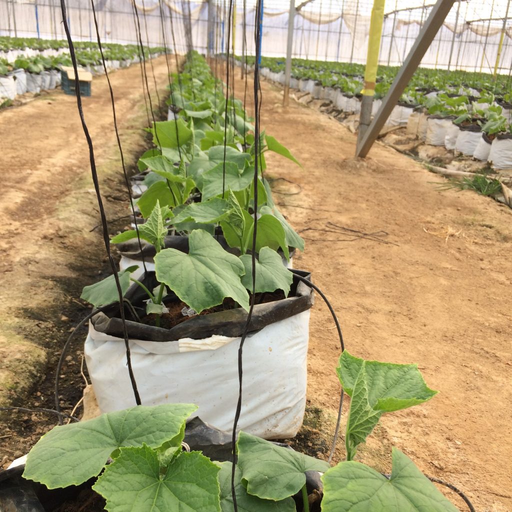 Biogarma-Biofertilizantes-Pepino-mejor rendimiento