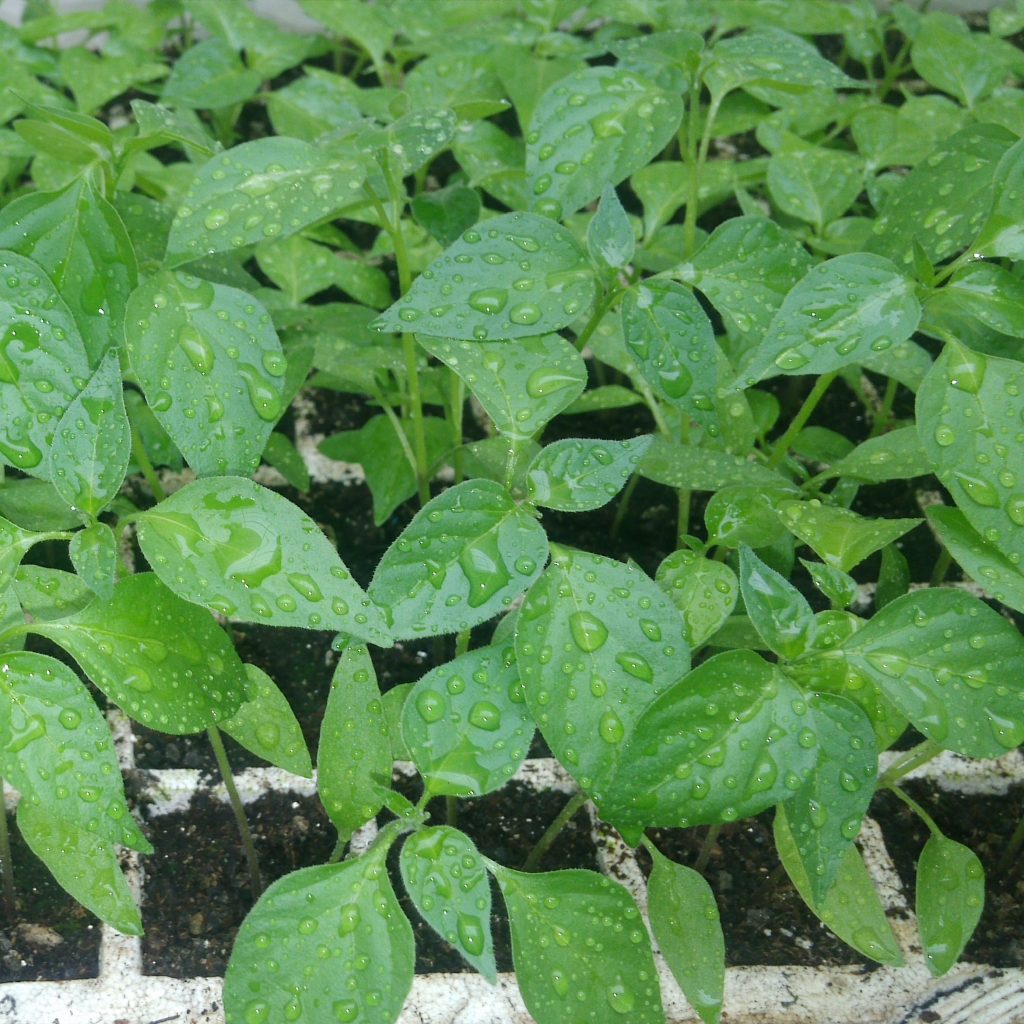 Biogarma-Biofertilizantes-chile abanero-planta sana
